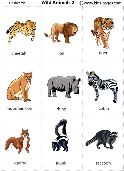 Wild Animals 2 Flashcard